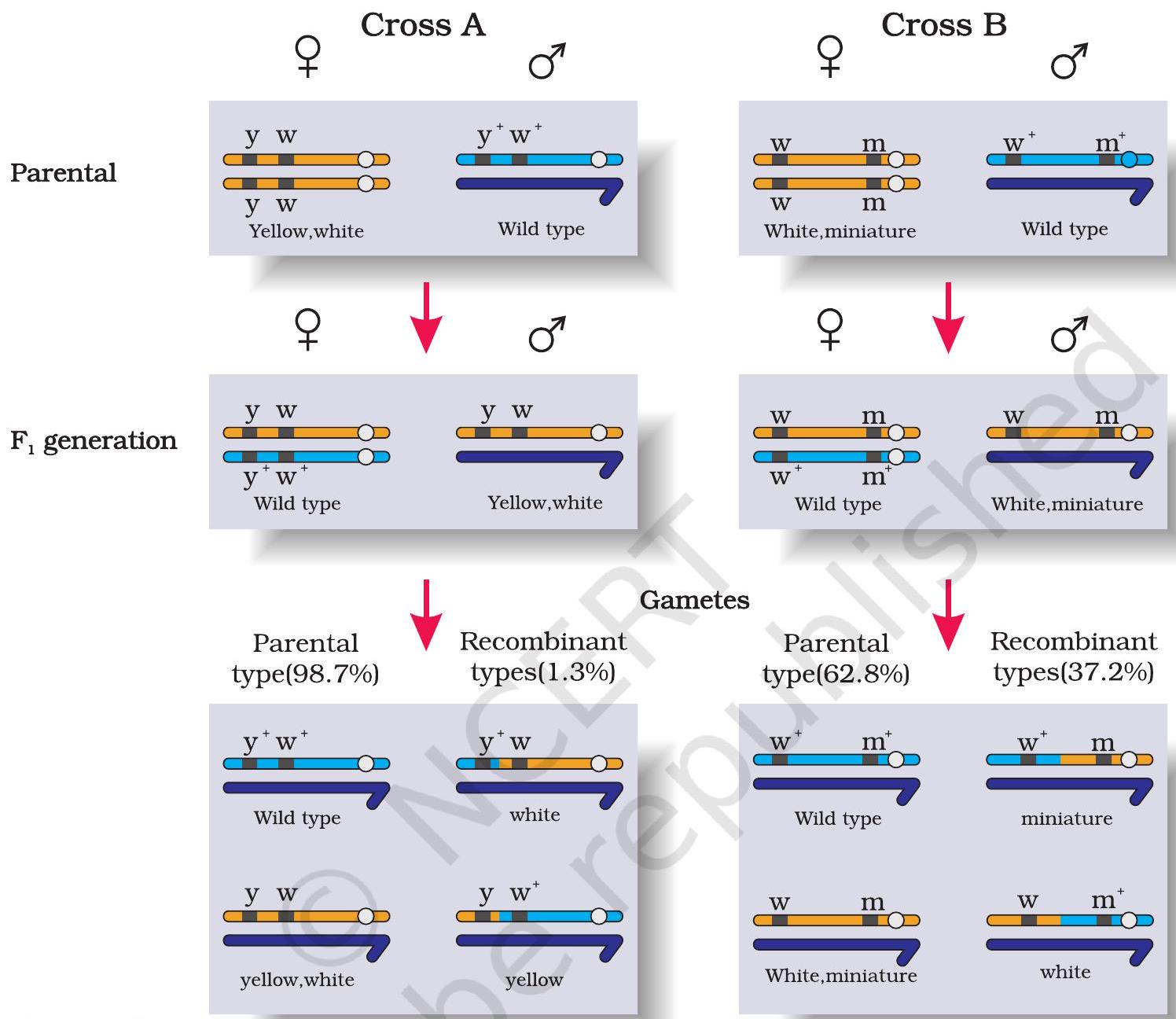 Drosophila linkage diagram