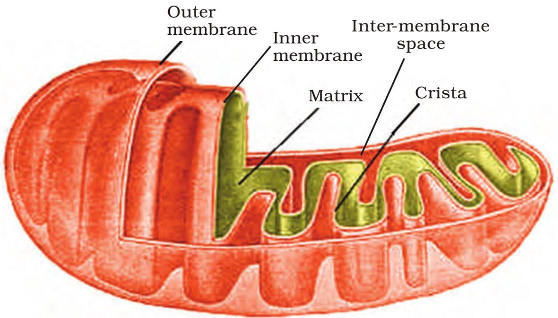 Mitochondrion and Chloroplast structures