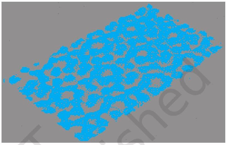 STM image of silicon atoms