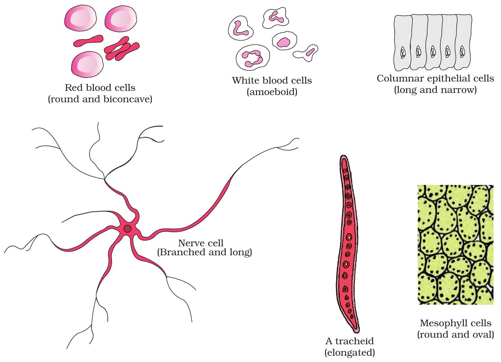 NCERT Fig 8.1: Variety of cell shapes