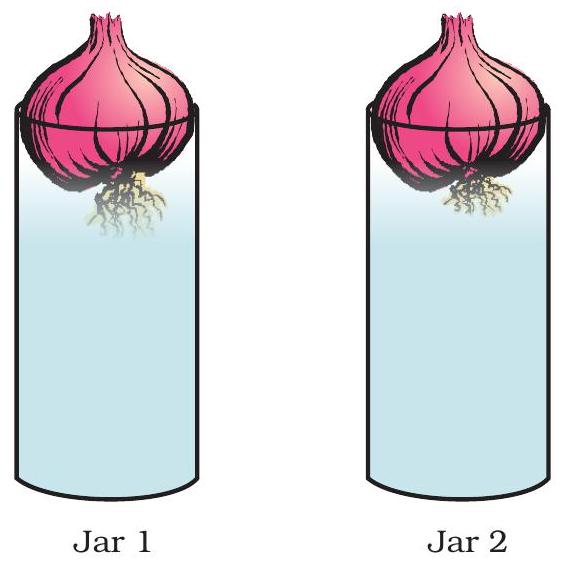 Onion root tip experiment