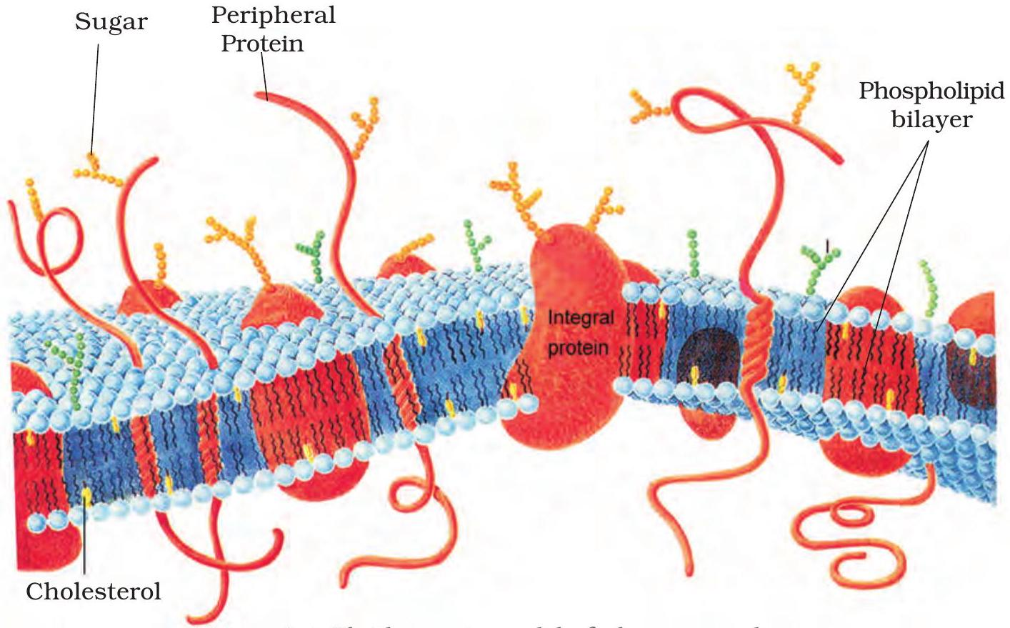 Fig 8.4 Cell membrane - Fluid Mosaic Model