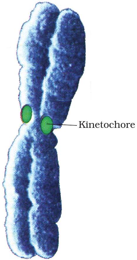 Centromere and kinetochore (Fig 8.12)