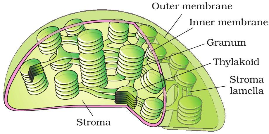 Chloroplast diagram highlighting grana and stroma